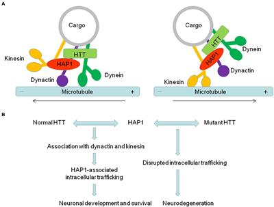 Huntingtin-associated protein 1-associated intracellular trafficking in neurodegenerative diseases
